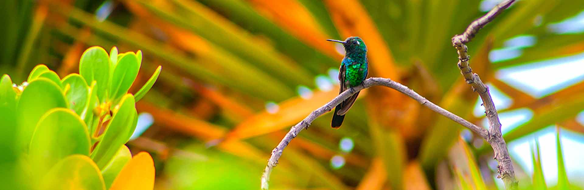 Naturaleza, Zunzuncito cubano, Cuba Travel